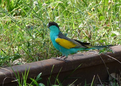 Hooded Parrots at Pine Creek